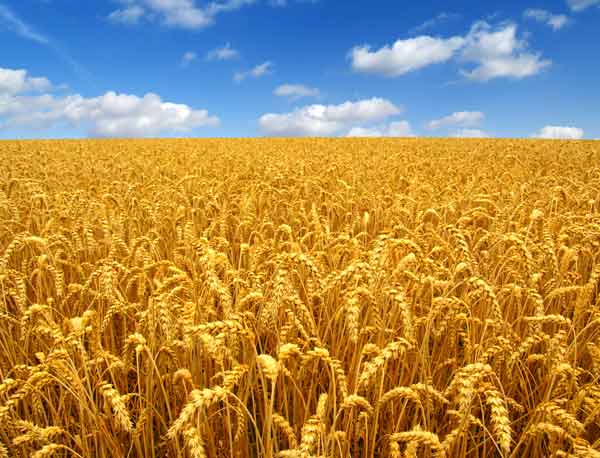 wheat fertilizer