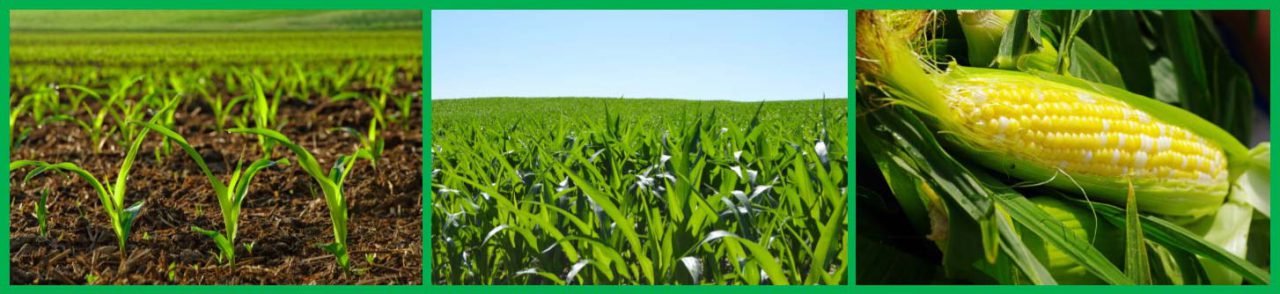 UAN 32% & 28% Total Nitrogen Fertilizer