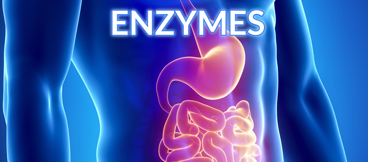 digestionsystemenzymes CROPCHOICE