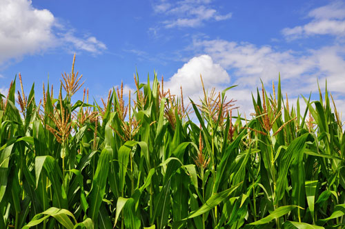 Foliar Opp® For Corn and Beans