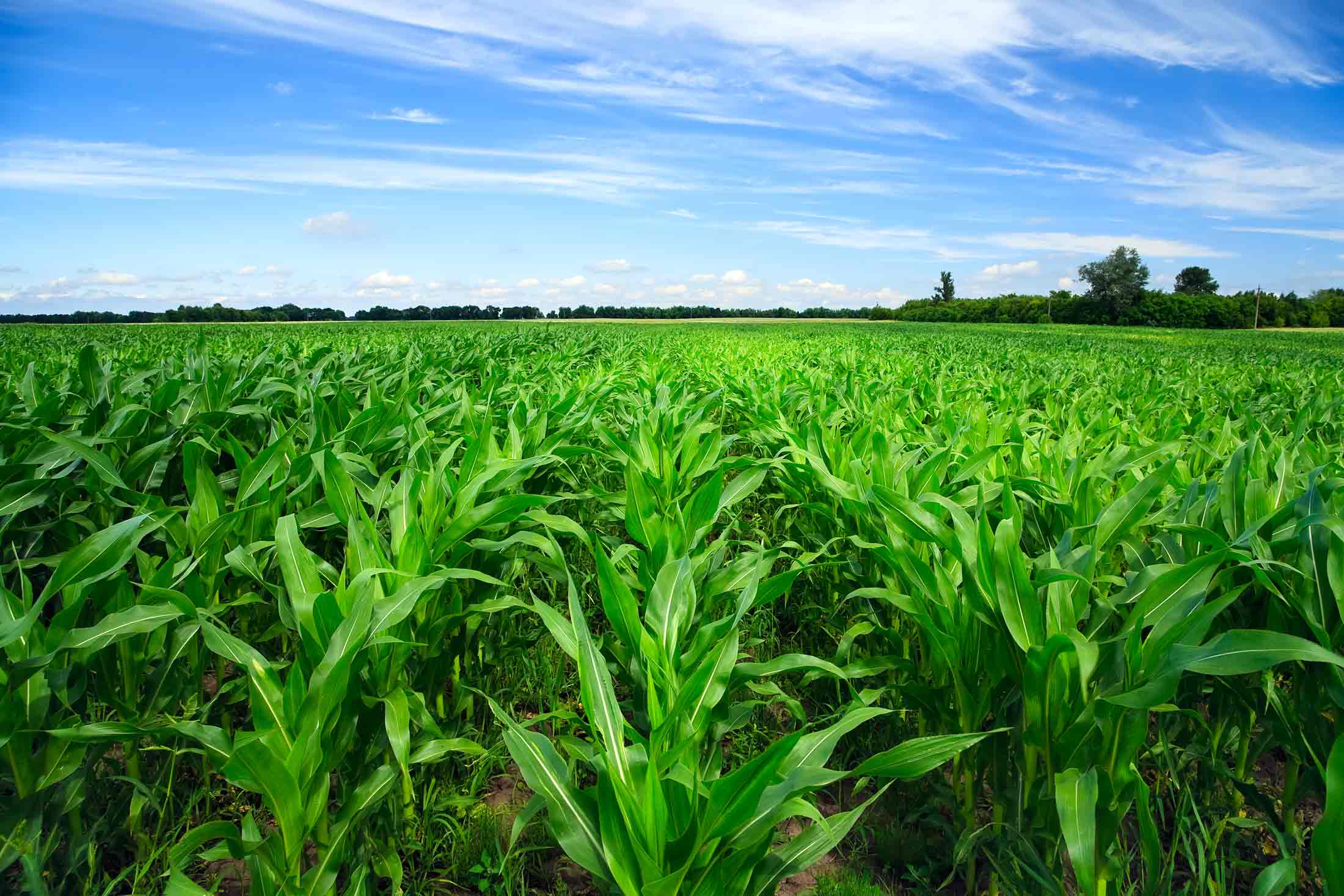 Best corn fertilizer-2200 – CROPCHOICE