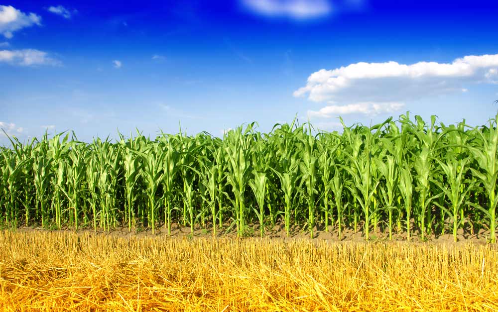 BestCornFertilizer CROPCHOICE