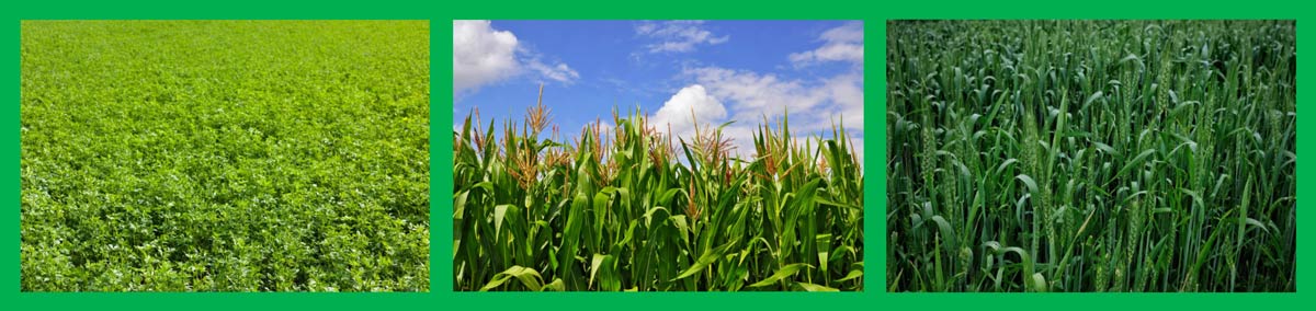 Fertilizer 9-18-9-1S: Maximize Yields & Profits