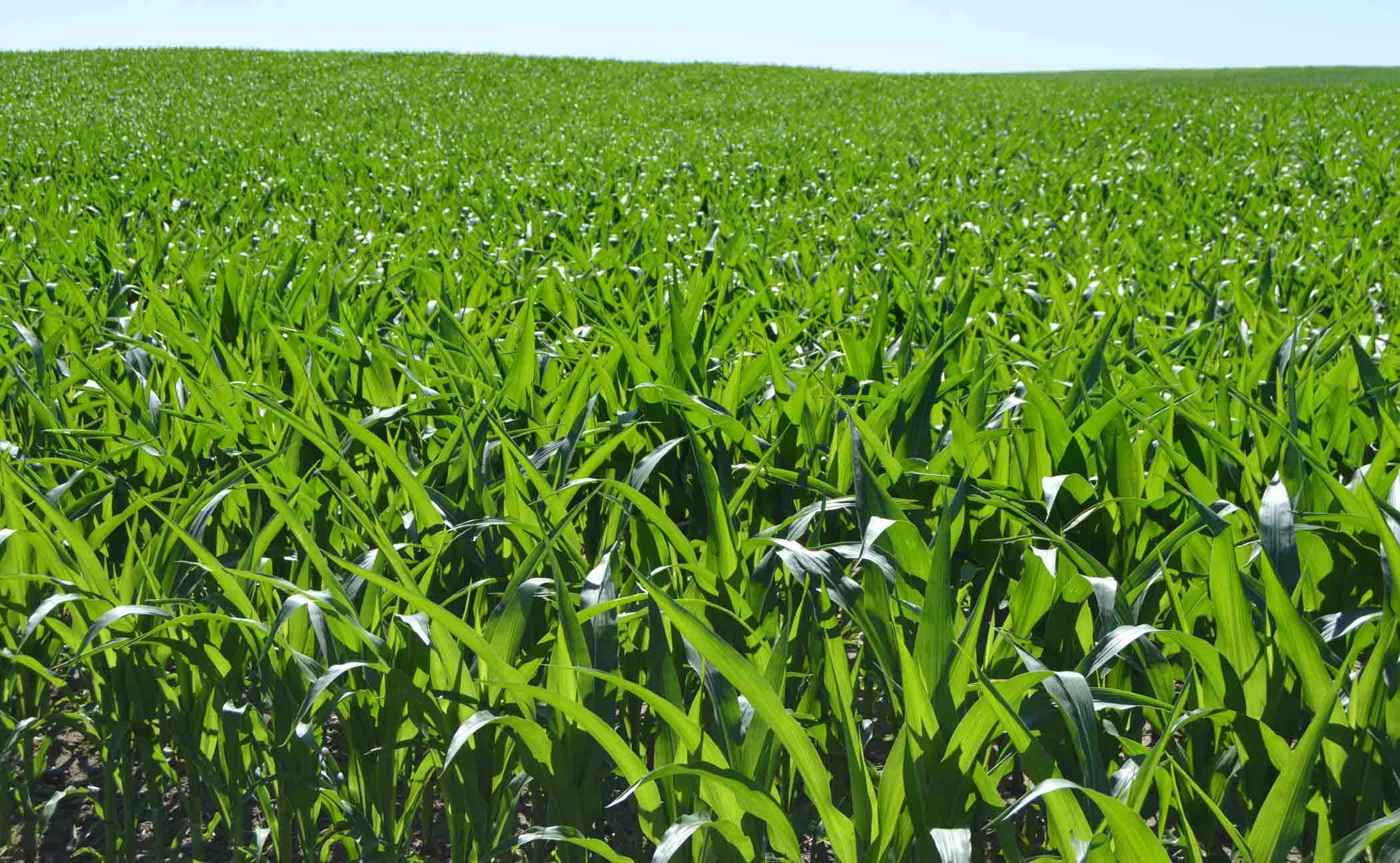 6 24 6 corn field CROPCHOICE