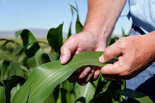 Micro-Nutrients=Higher Yields & Healthier Plants