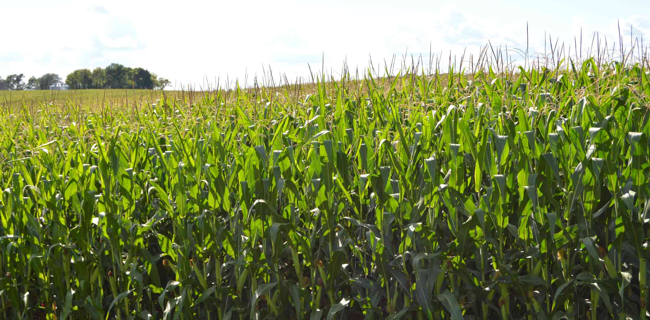 headerboroncorn CROPCHOICE