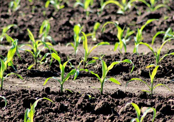 In-Furrow Fertilizers: High Purity Formulations