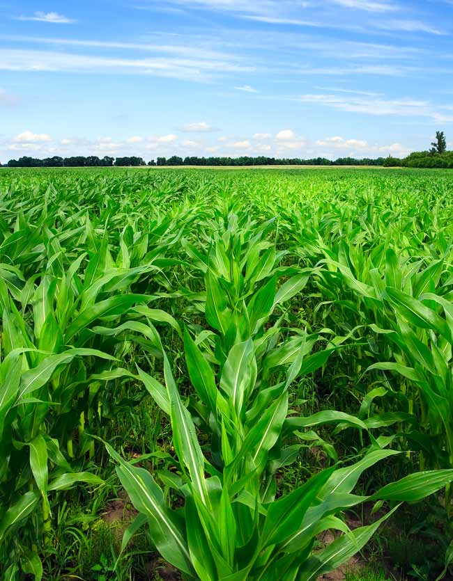 Corn Micro-Nutrients for Healthier Plants and Higher Yields