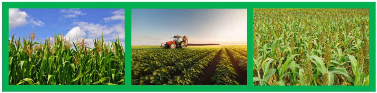 Foliar Fertilizers And Starter Fertilizers