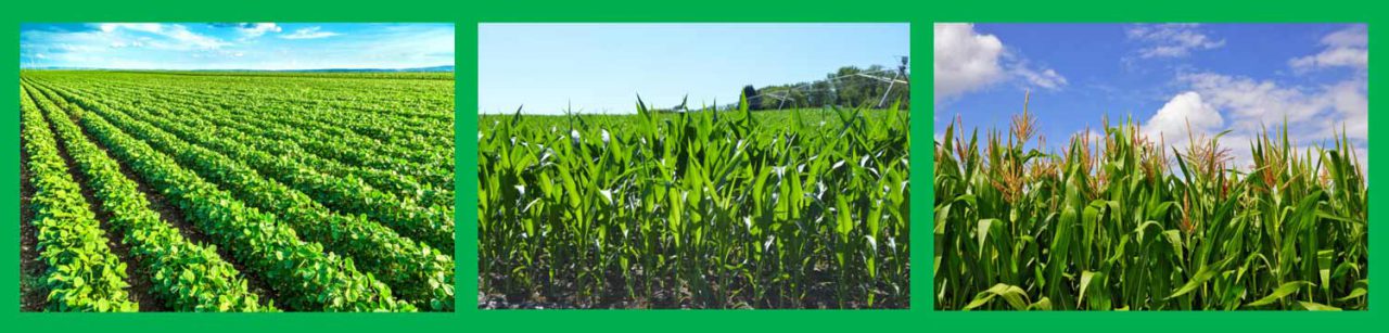 EDTA Chelated Zn 9% Micro-Nutrient Fertilizer For Healthier Plants