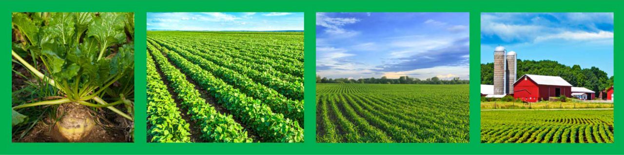 EDTA Chelated Mn-6% Liquid Fertilizer = Healthier Plants And Higher Yields