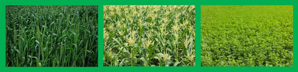 4 10 6 fertilizer
