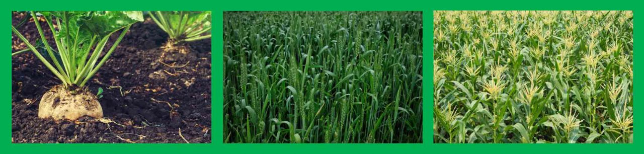Fertilizer 6-24-6-1S. Maximize Yields & Profits