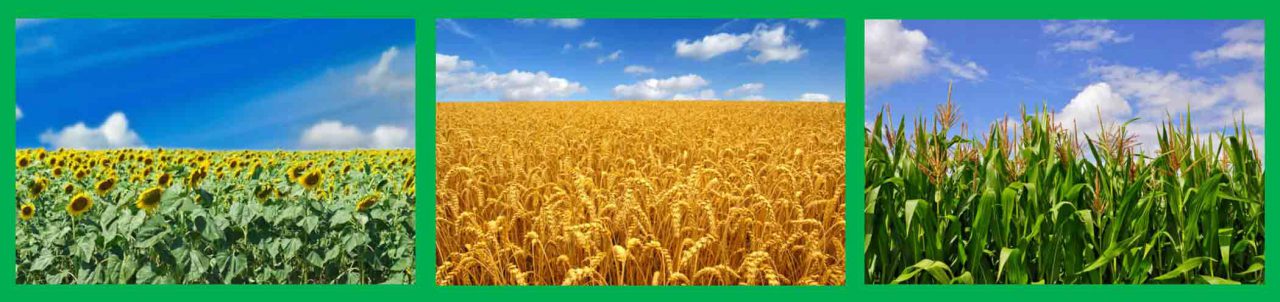 Specialty Fertilizers: Maximize Yields & Profits
