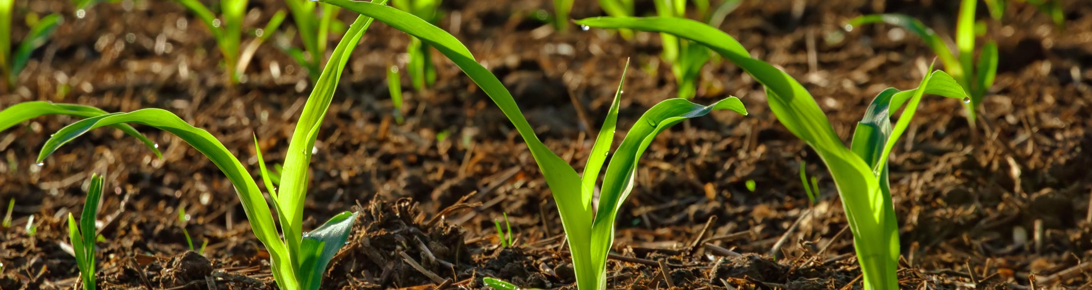 amazing liquid starter fertilizer