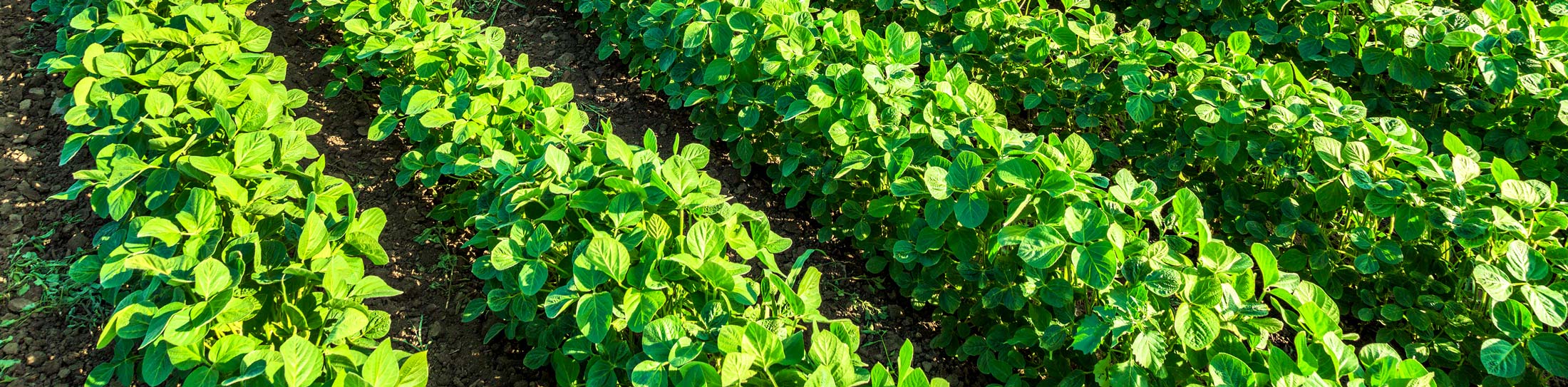 Green-soybean-plant-fertilizer