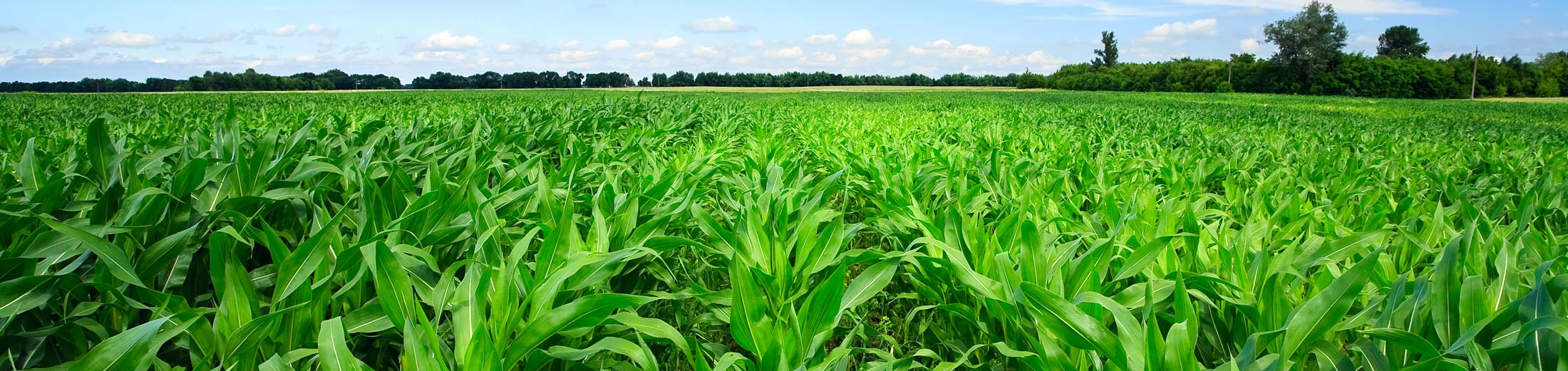 2200-wide--best-corn-fertilizer best edto chelated Cu liquid micro-nutrients
