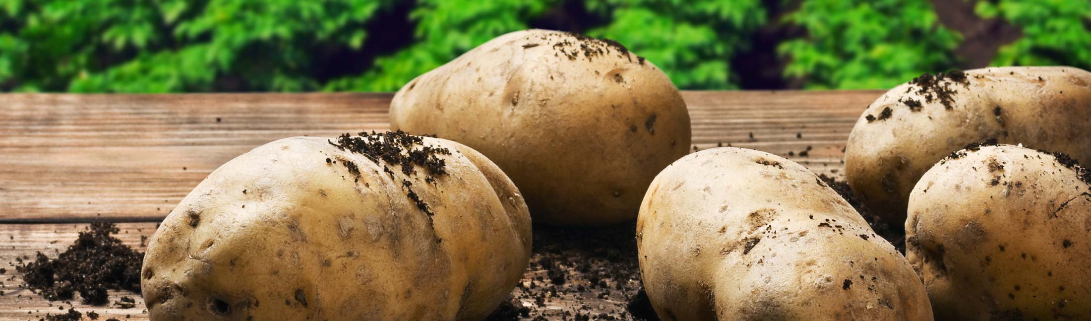 2200-wide-potato-fertilizer best crop fertilizer 10-18-5-1S